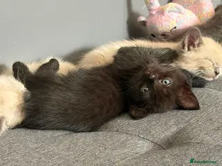 Mixed Breed cats 3 beautifull baby's left ready 18th aug - Advert 18