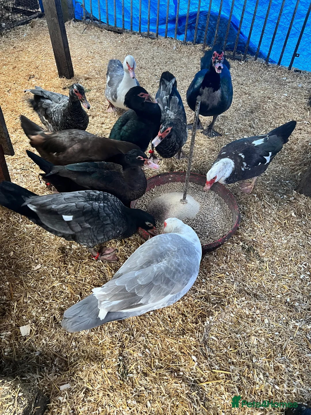Waterfowl poultry for sale: Muscovy Duck Hatching eggs - Available to reserve - Advert 1