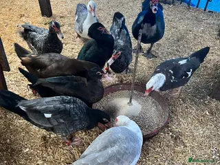 Waterfowl poultry Muscovy Duck Hatching eggs - Available to reserve - Advert 1