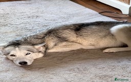 Siberian Husky dogs for sale: Siberian husky  - Image 4