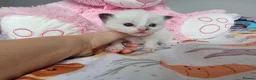 Ragdoll cats for sale: Beautiful Ragdoll Type kittens HCM and PKD free  - Advert 13