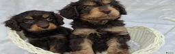 Cavapoo dogs for sale: Miniature rich chocolate & tan Cavapoo puppies  - Advert 1