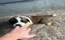 Saint Bernard dogs for sale: Saint Bernard  - Image 5