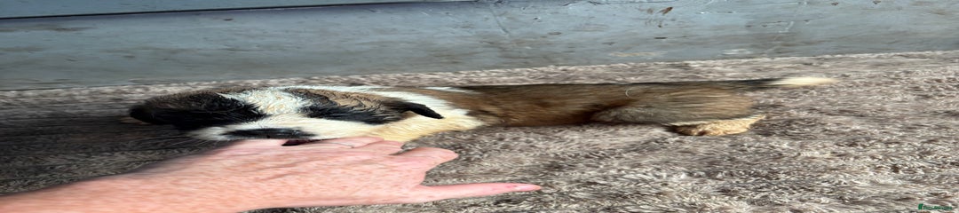 Saint Bernard Puppy 7