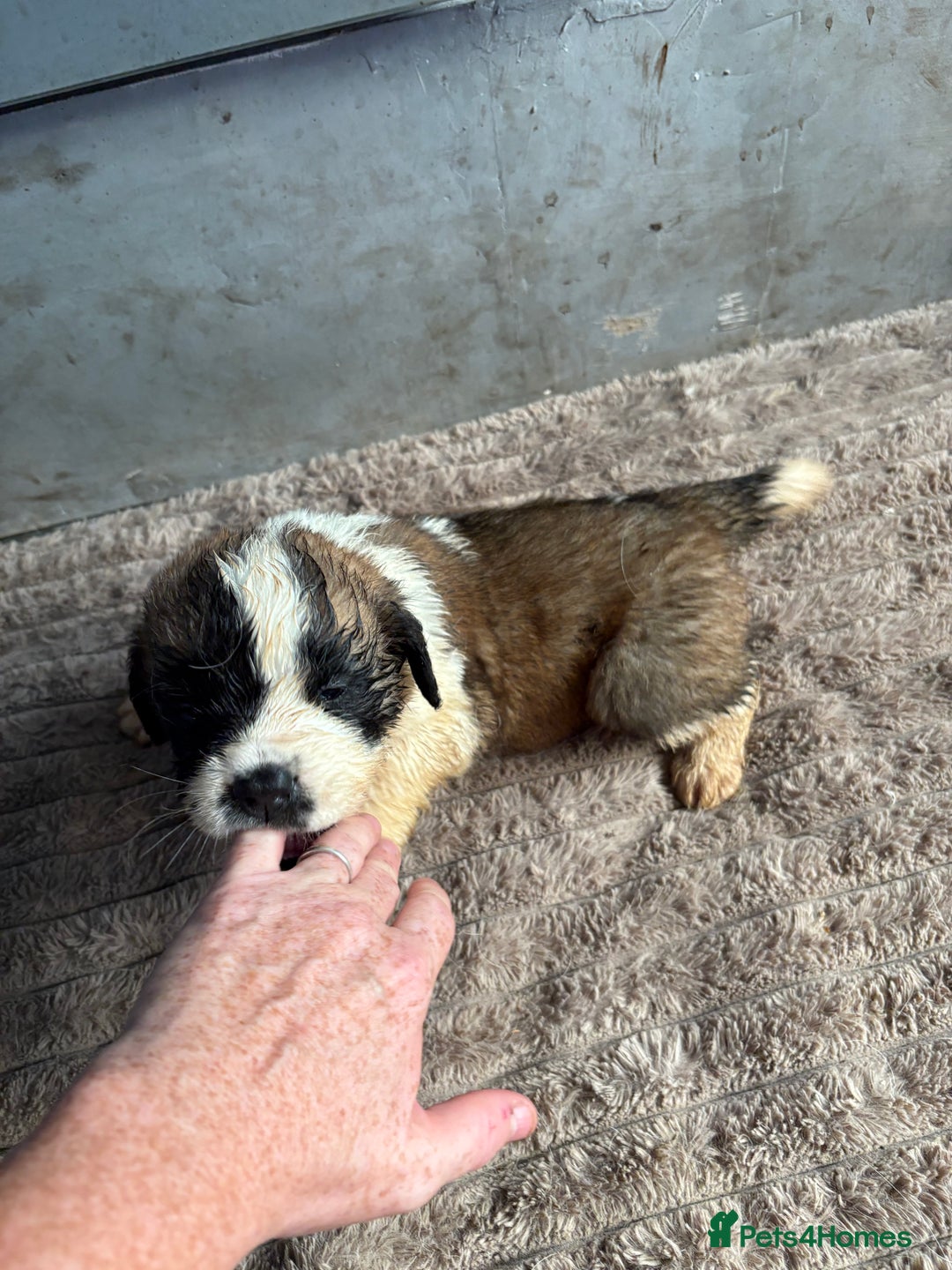 Saint Bernard dogs for sale: Saint Bernard  - Image 5