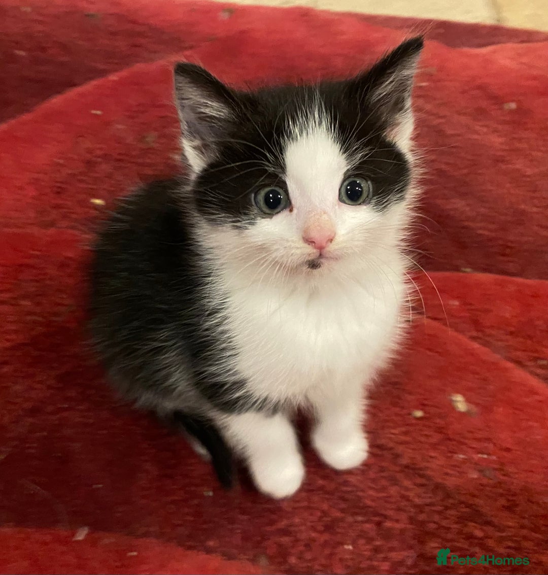 Mixed Breed cats for sale: Home-Raised Black & White Kittens– 10 Weeks Old 🐾 - Advert 6