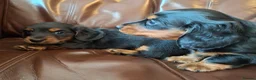 Miniature Dachshund dogs for sale: Miniature dachshund black and tan kc registered  - Advert 8