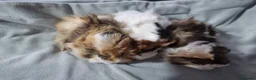 Guinea Pig rodents for sale: Abyssinian Brothers - Advert 5
