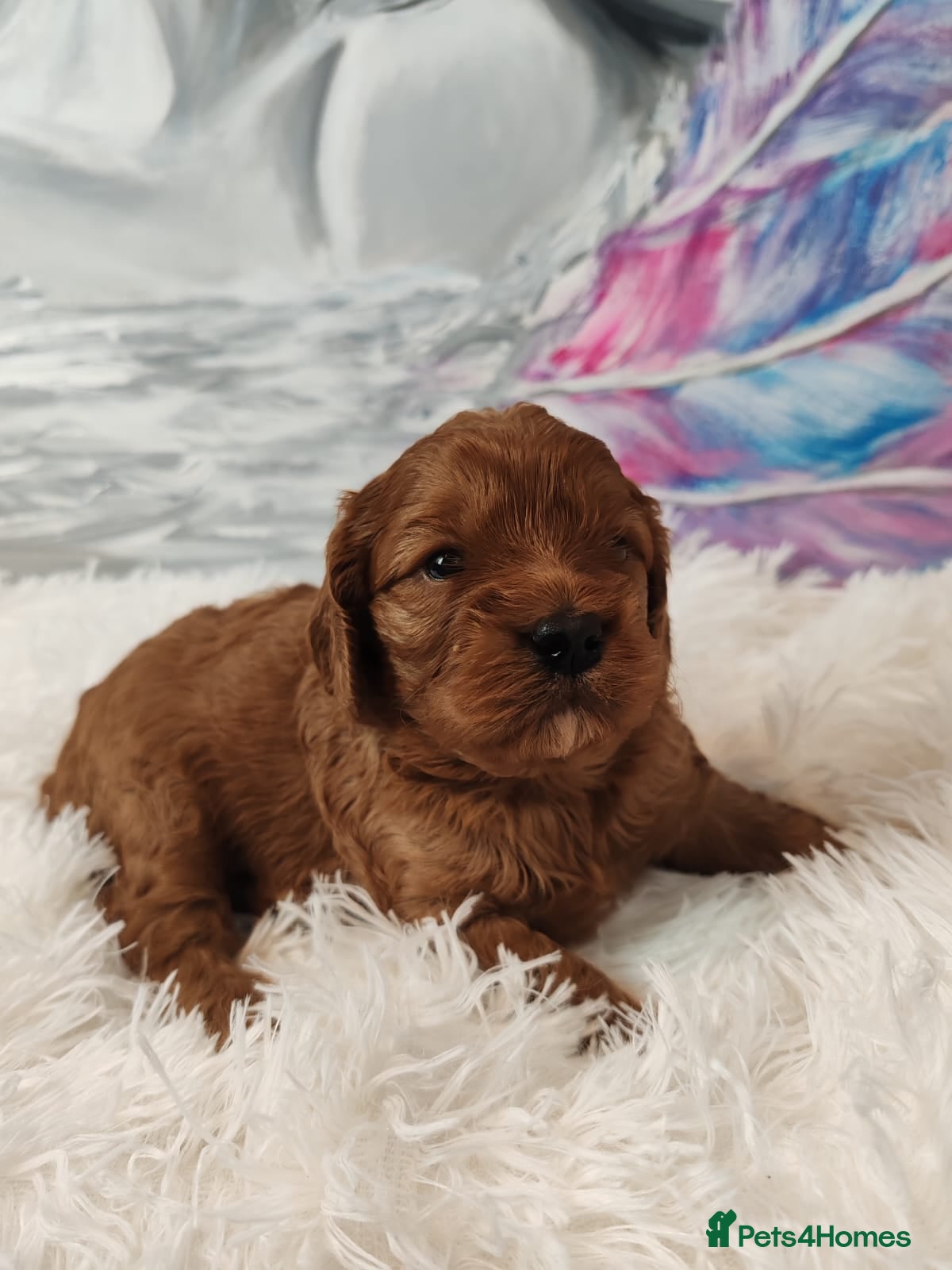 Cavapoo dogs Adorable F1 Cavapoo Puppies for Sale - Advert 12