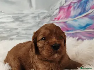 Cavapoo dogs Adorable F1 Cavapoo Puppies for Sale - Advert 12