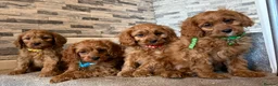 Cavapoo dogs for sale: Deep fox red cavapoos reared with passion and lovr - Advert 4