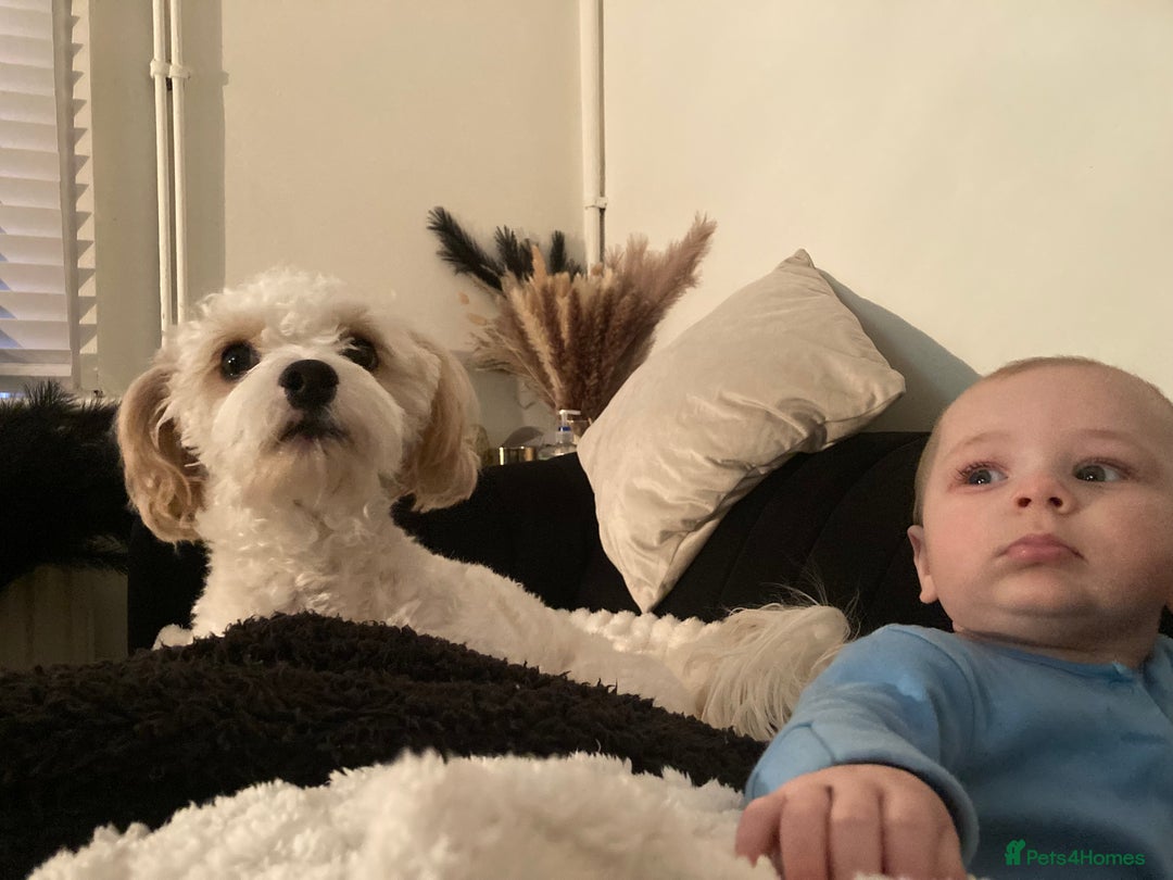Mixed Breed dogs for sale: Lovely 2 year old Cavapoo - Image 4