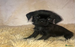 Mixed Breed dogs for sale: ADORABLE LITTER OF SHIH TZU/CHIHUAHUAS - Image 14