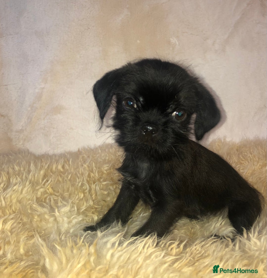 Mixed Breed dogs for sale: ADORABLE LITTER OF SHIH TZU/CHIHUAHUAS - Image 14