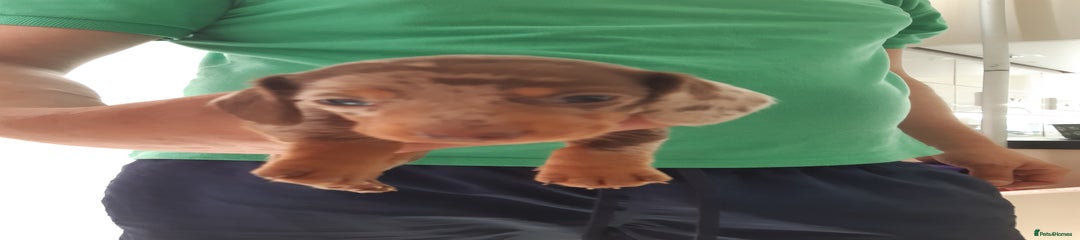 Dachshund Puppy 1