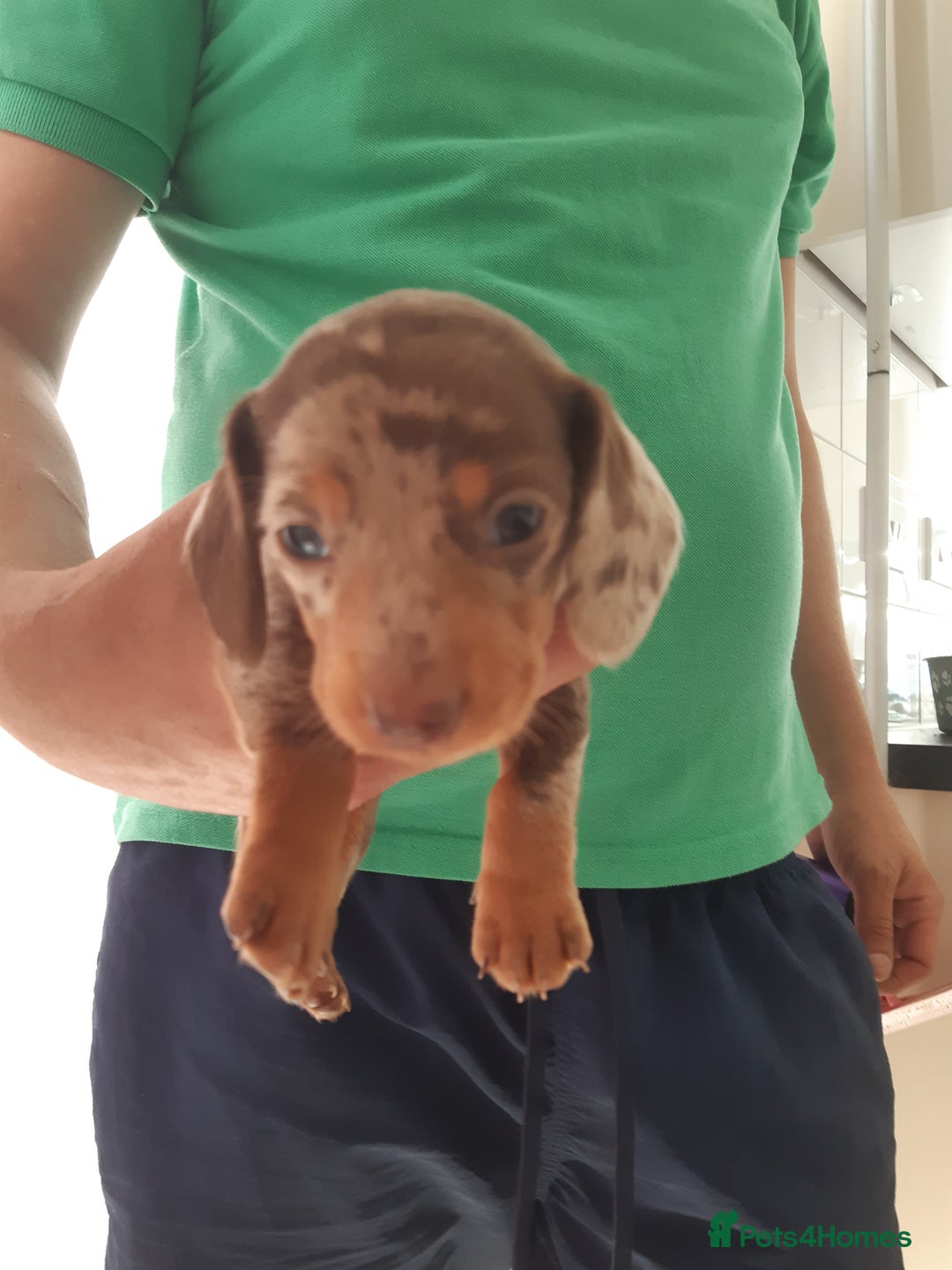 Dachshund dogs for sale: Dashhound puppies  - Image 4