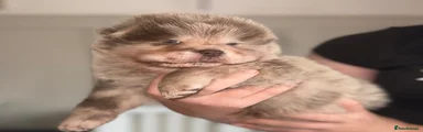 Chow Chow 3