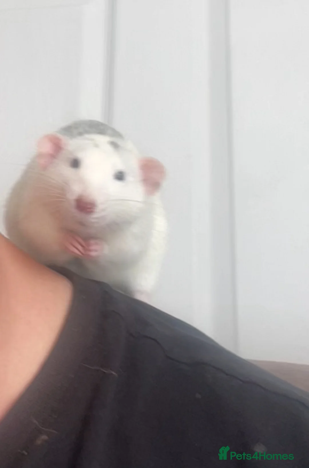 Rat rodents for sale: Baby dumbo rats born today ready in 8 weeks  in Durham - Advert 1