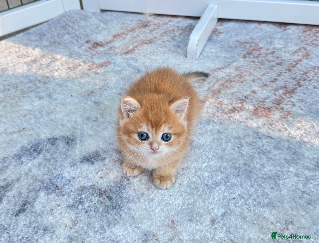 British Shorthair cats for sale: ✨🐾 Golden White BSH 🐾✨ - Advert 13