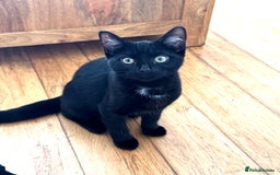 Mixed Breed cats for sale: Ragdoll X & Black kittens for sale.  - Image 9