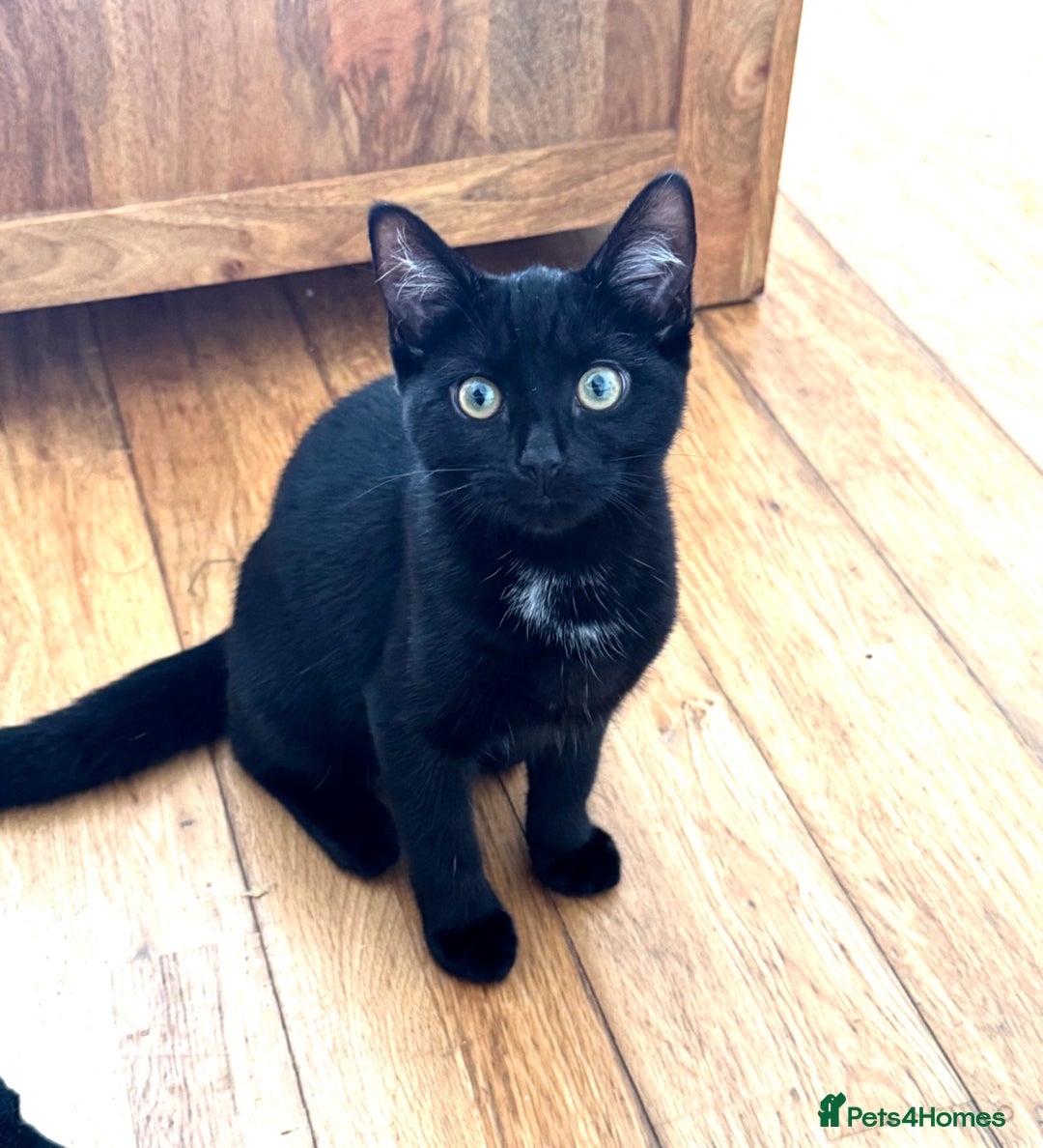 Mixed Breed cats for sale: Ragdoll X & Black kittens for sale.  - Image 9