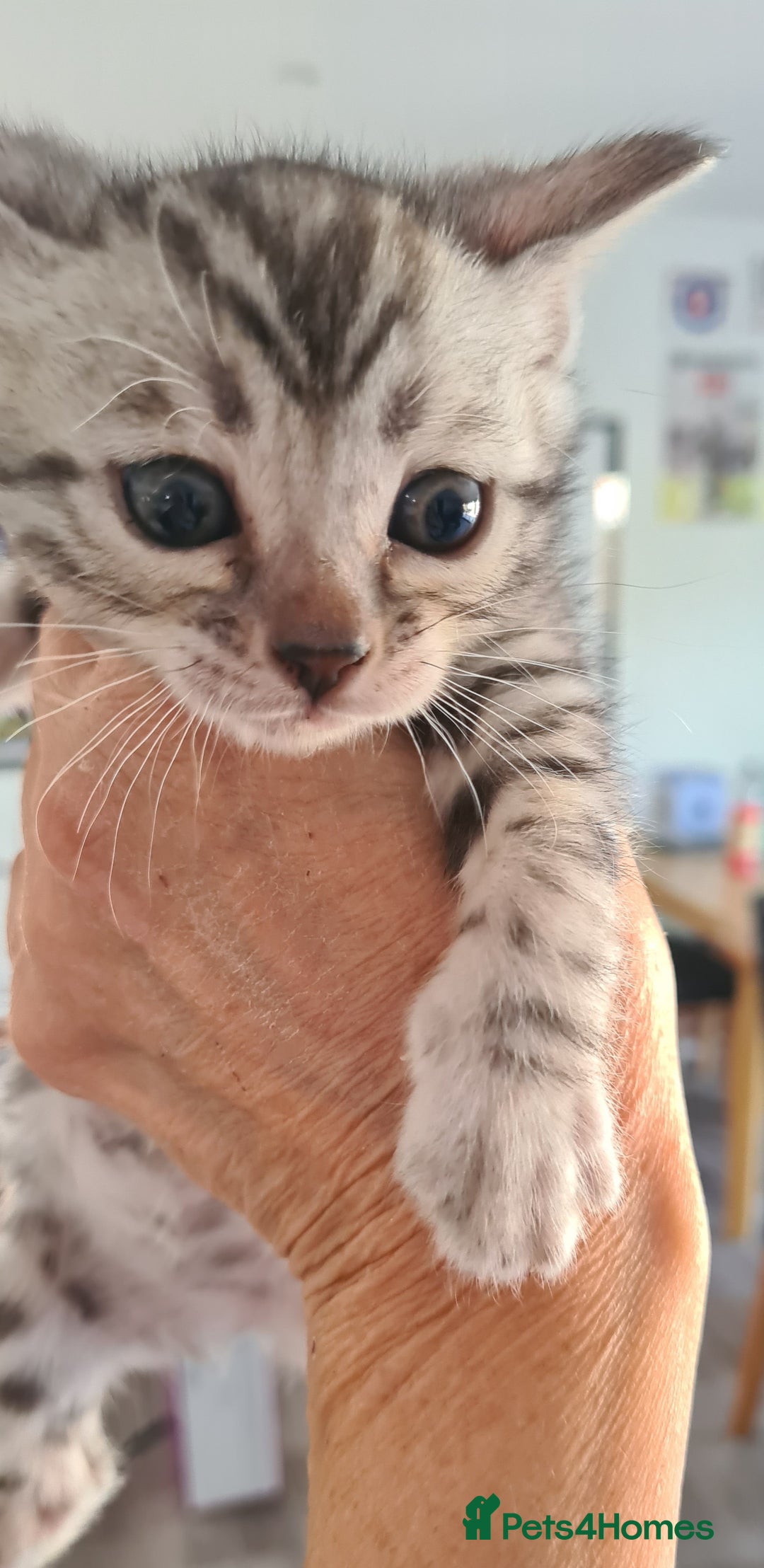 Bengal cats for sale: Full pedigree bengal kittens - Image 5