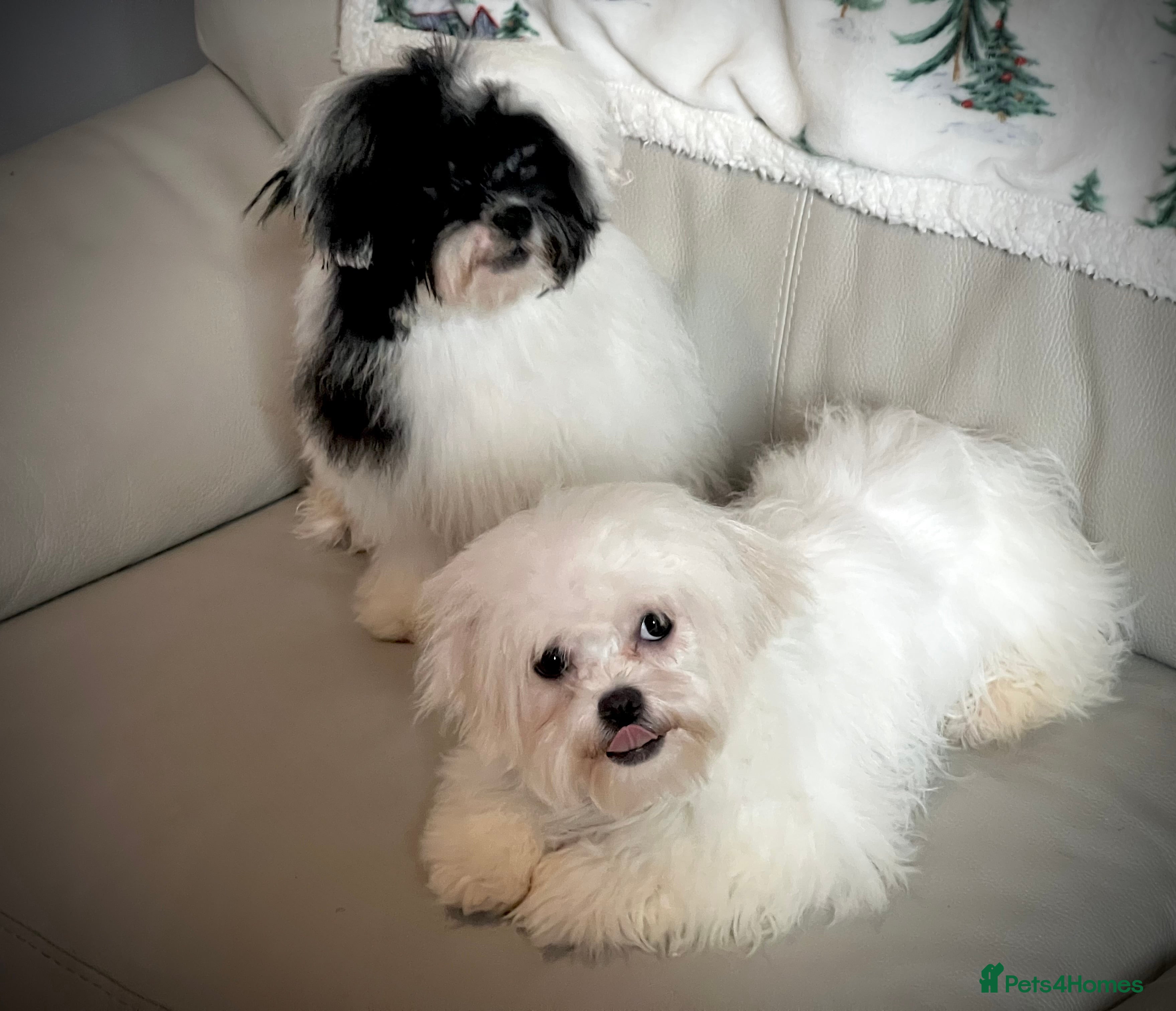 Malshi dogs Malshi 4 months puppies  - Advert 2