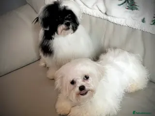 Malshi dogs Malshi 4 months puppies - Advert 2