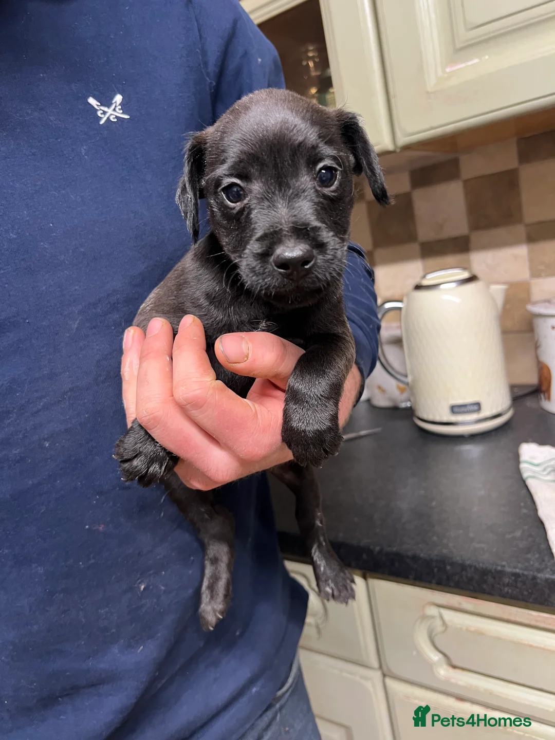 Lakeland Terrier dogs for sale: Lakeland puppies  - Advert 5