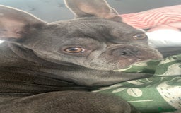 French Bulldog dogs for sale: Lilic and Isabella frenchies - Image 6