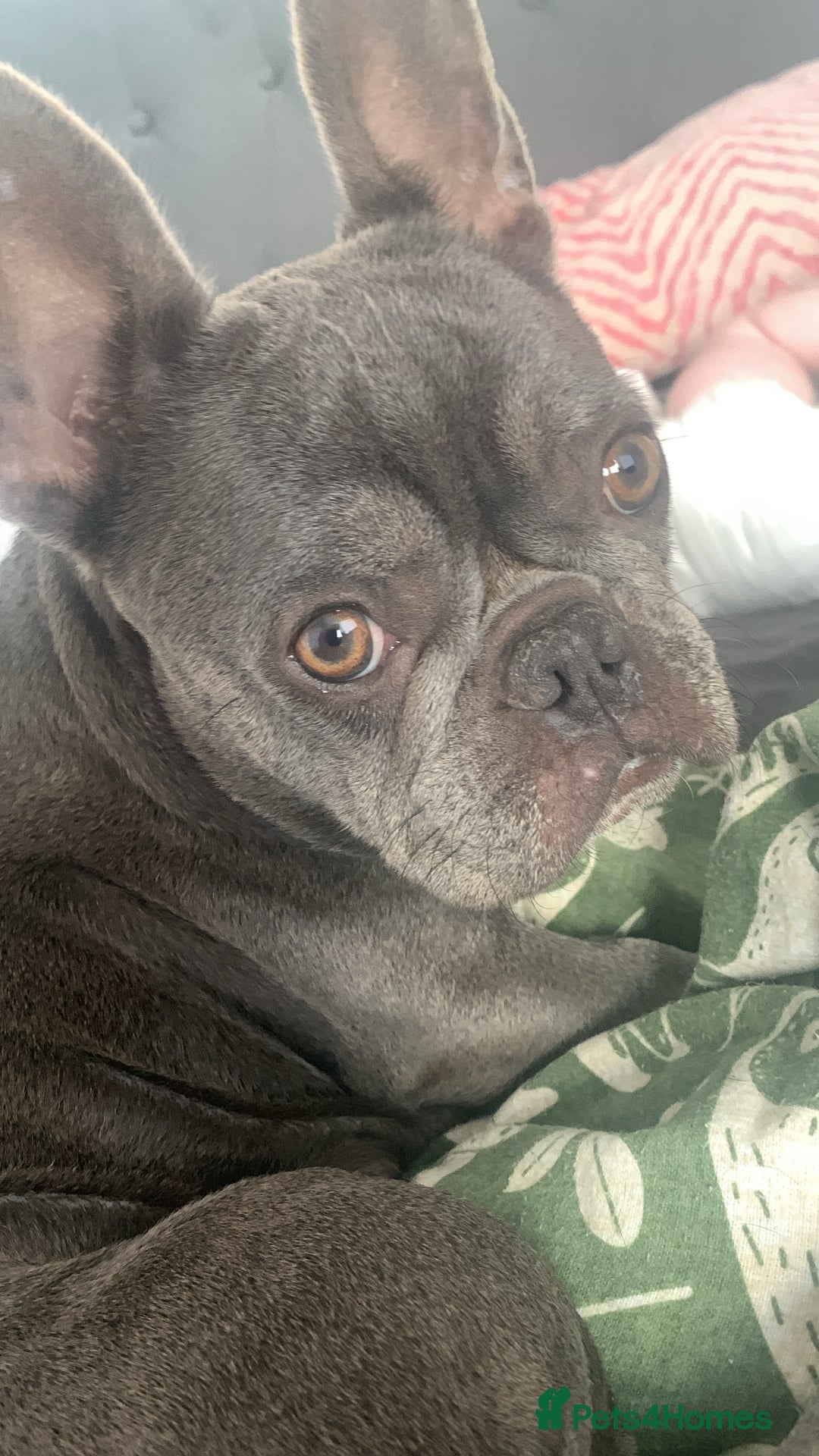 French Bulldog dogs for sale: Lilic and Isabella frenchies - Image 6