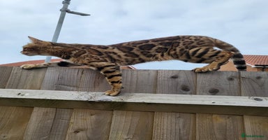 Bengal cats - Advert 6