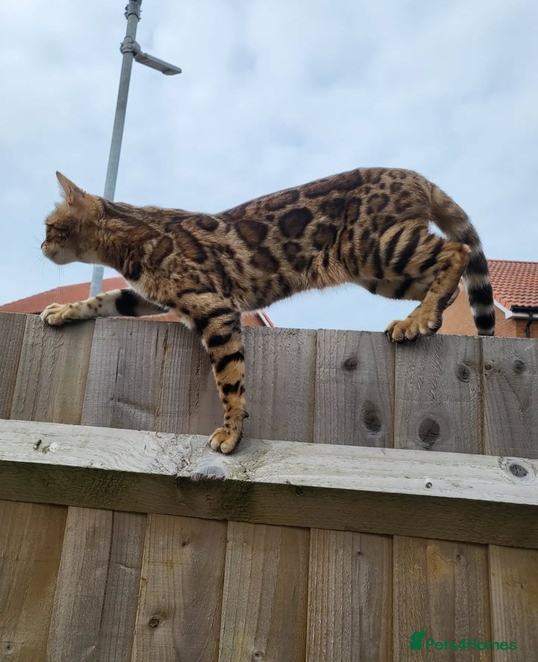 Bengal cats for sale: Samira  - Image 3
