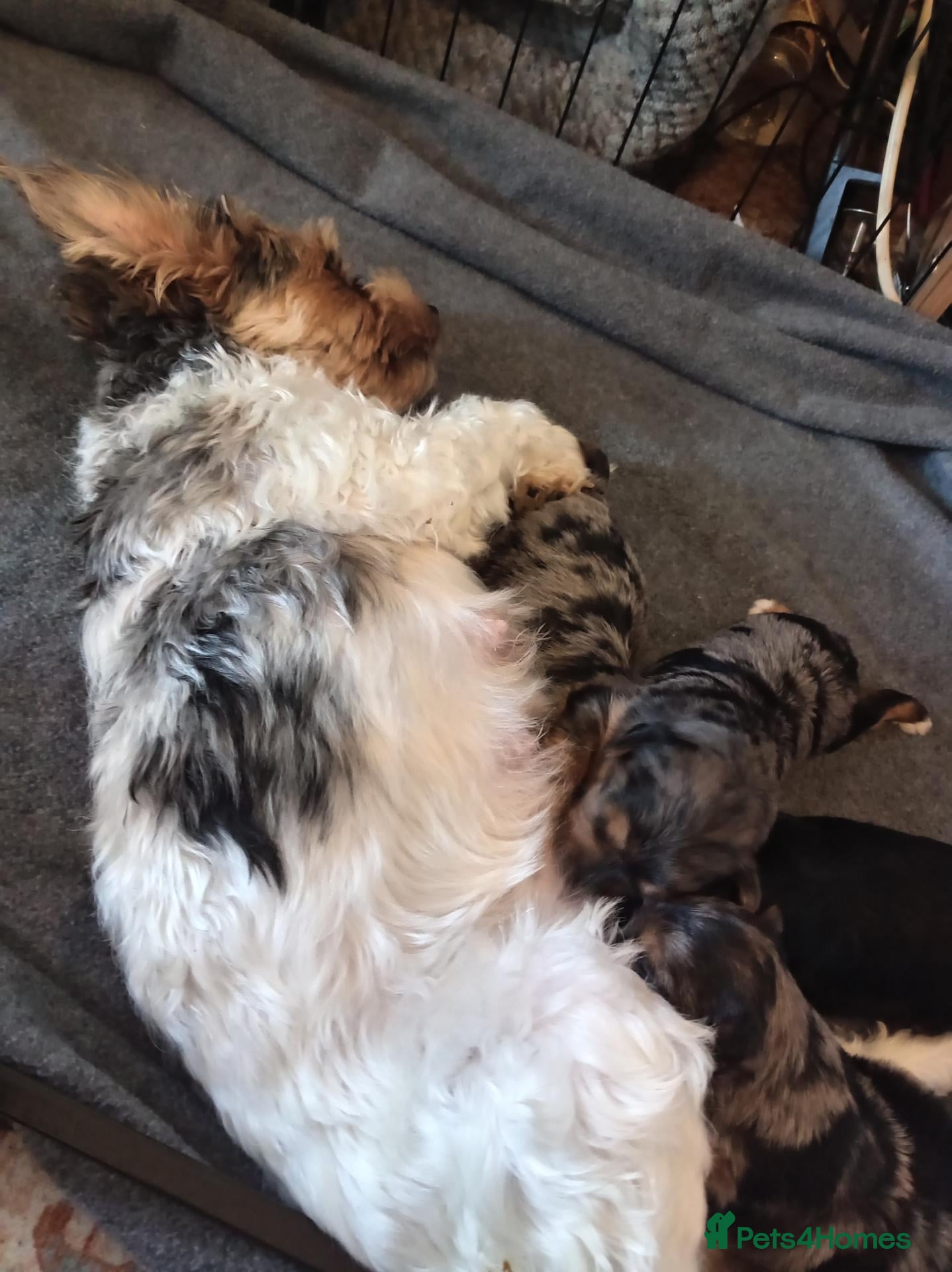 Mixed Breed dogs Three biewer yorkies  merles and a black and tan  - Advert 1
