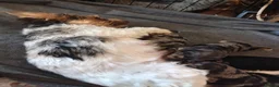 Mixed Breed dogs for sale: Three biewer yorkies  merles and a black and tan  - Advert 1
