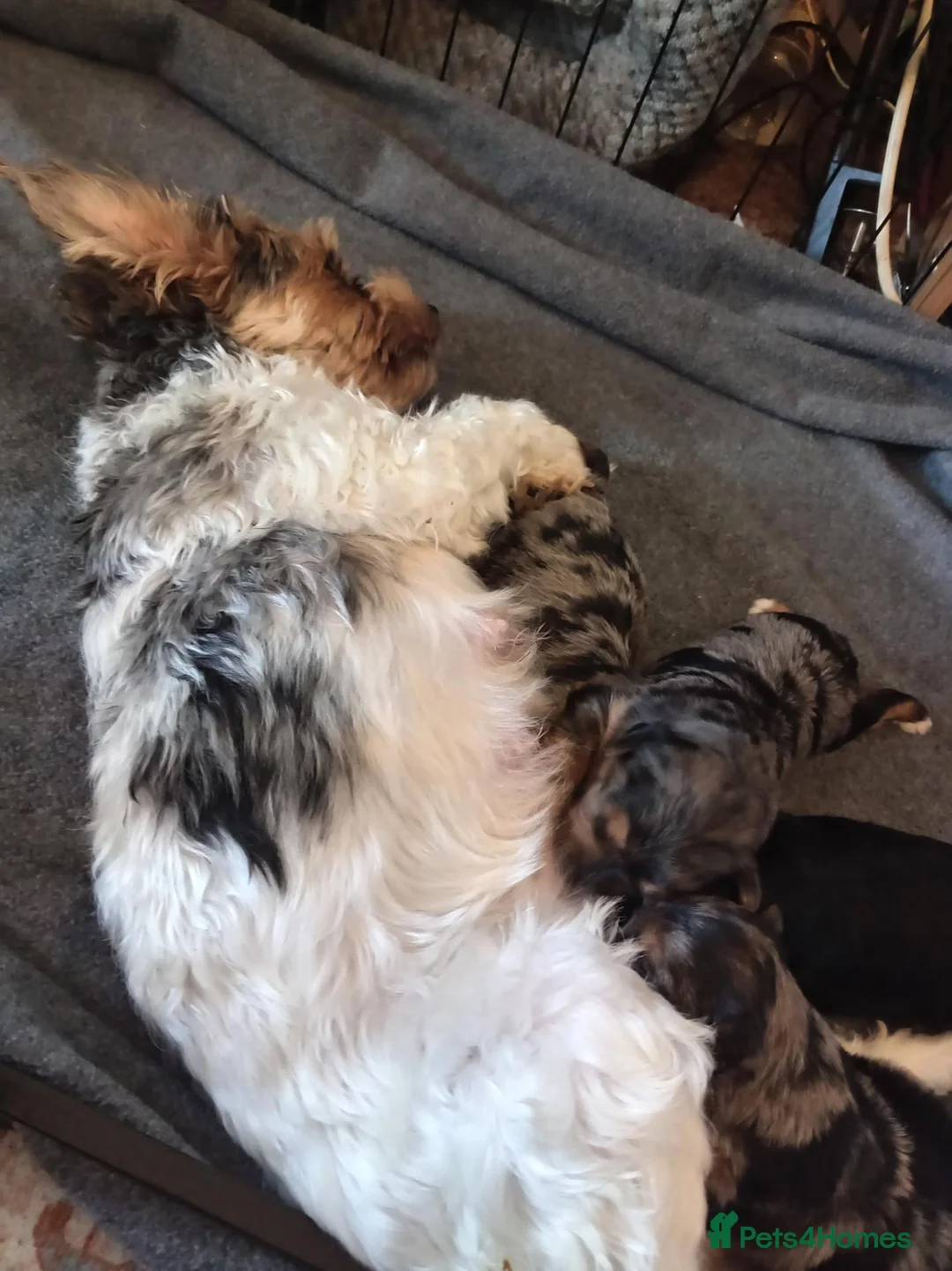 Mixed Breed dogs for sale: Three biewer yorkies  merles and a black and tan  - Advert 1