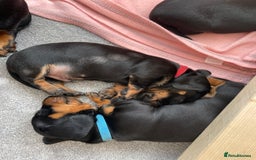 Miniature Dachshund dogs for sale: Miniature Dachshund Puppies   in Pontefract - Image 29