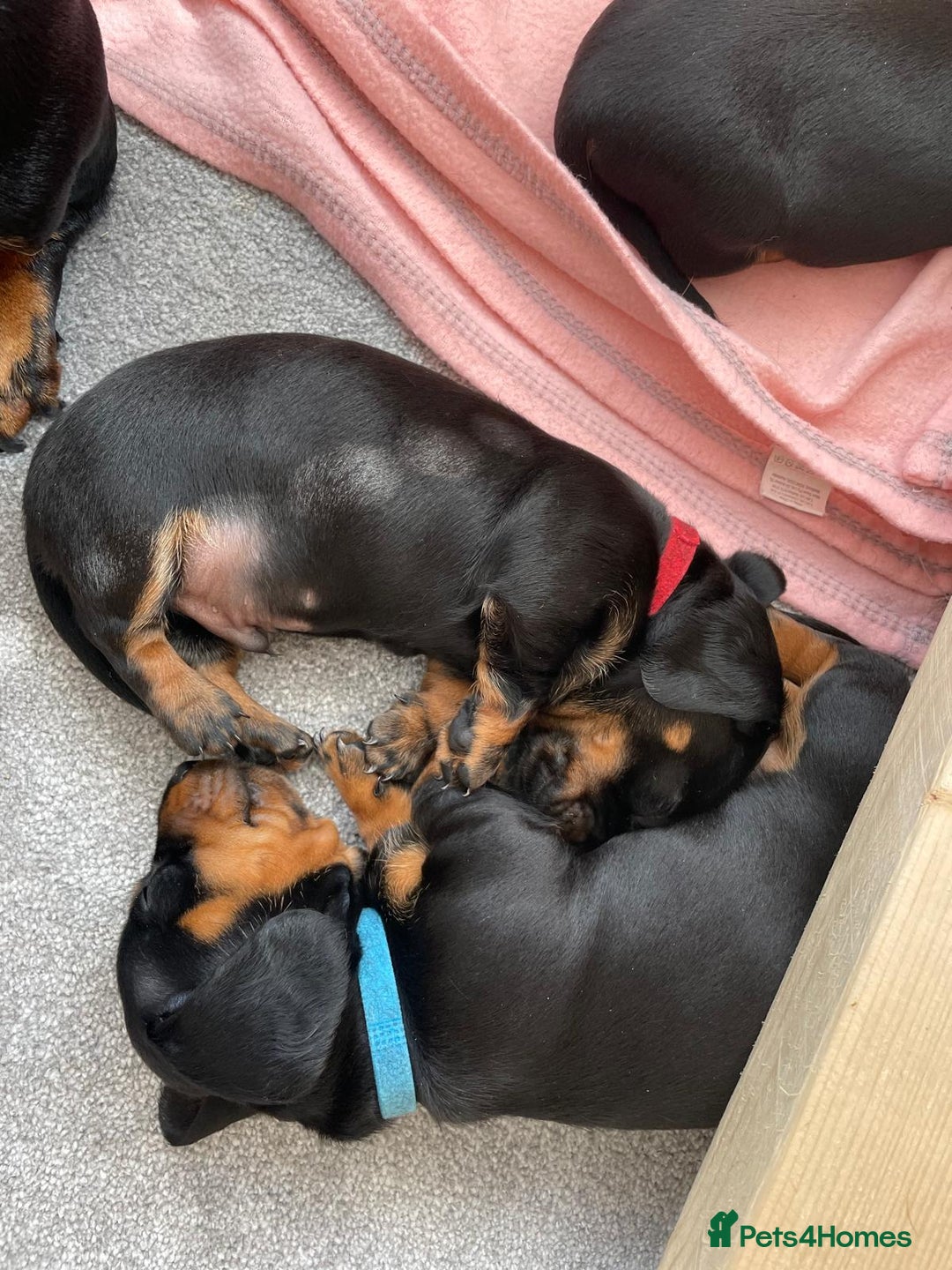 Miniature Dachshund dogs for sale: Miniature Dachshund Puppies   in Pontefract - Image 29