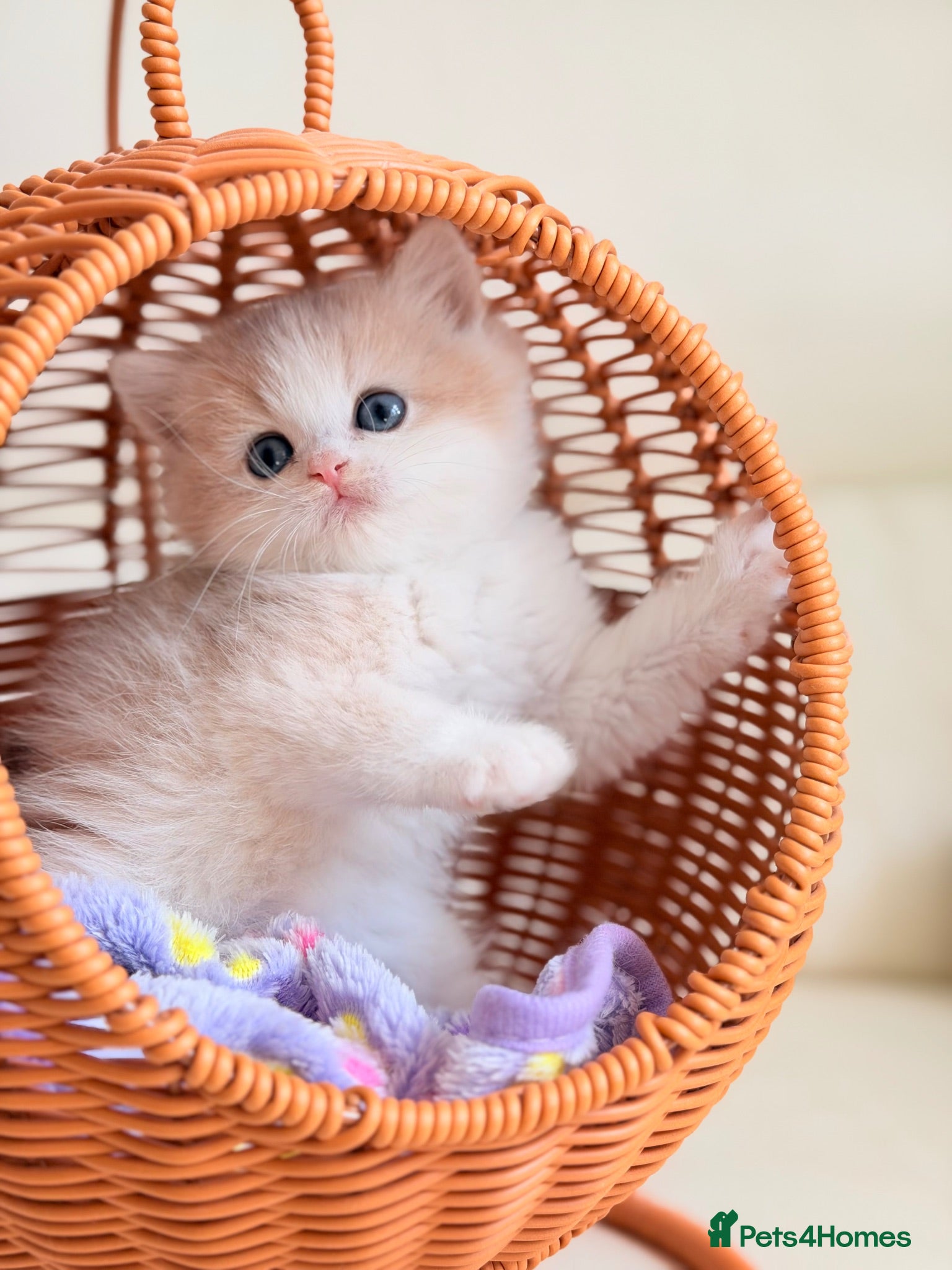 British Shorthair cats Rare color Bicolor Lilac Golden Chinchilla  - Advert 1