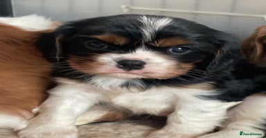 Cavalier King Charles Spaniel dogs Adorable Quality Cavalier puppies  - Advert 16