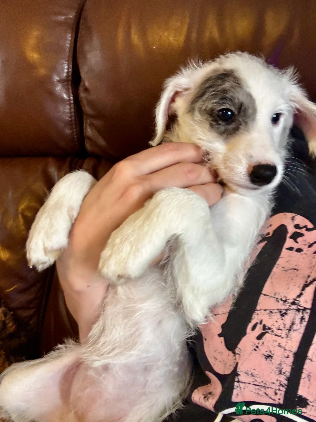 Mixed Breed dogs for sale: Whippet x Poodle READY NOW - Advert 5