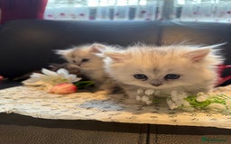 Ragdoll cats for sale: 🐾Fluffy Little Dreamers Are Here!🐈 - Image 4