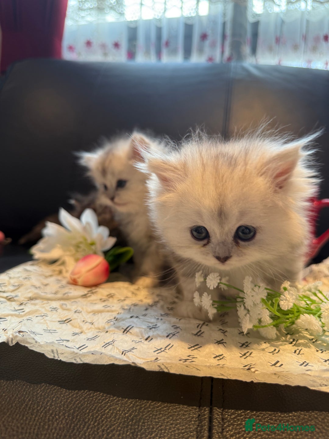 Ragdoll cats for sale: 🐾Fluffy Little Dreamers Are Here!🐈 - Image 4