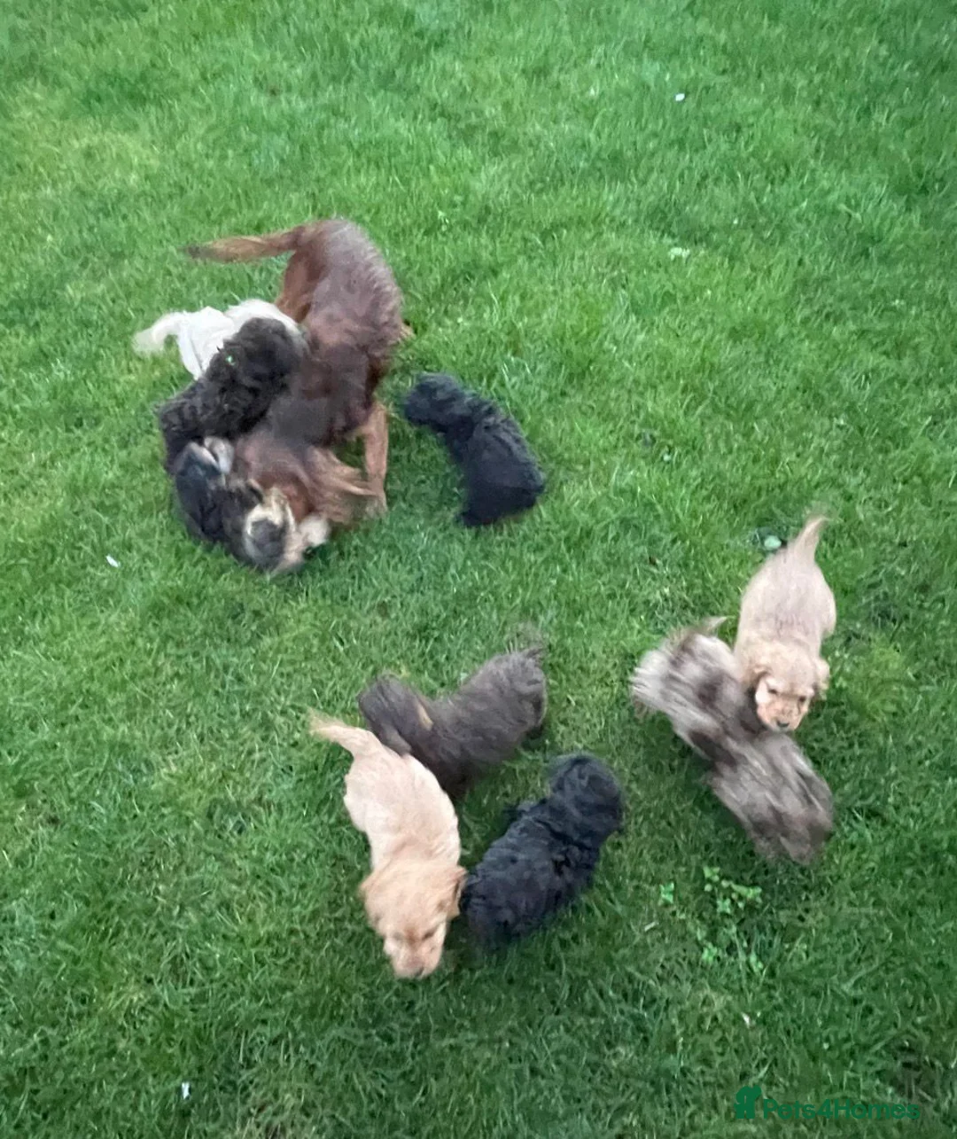 Cockapoo dogs for sale: ✨2 remaining stunning cockapoo puppies✨ - Advert 5