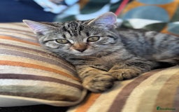 Bengal cats for sale: Bengal X Ragdoll - Image 8