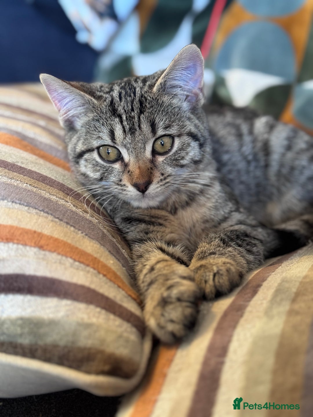 Bengal cats for sale: Bengal X Ragdoll - Image 8