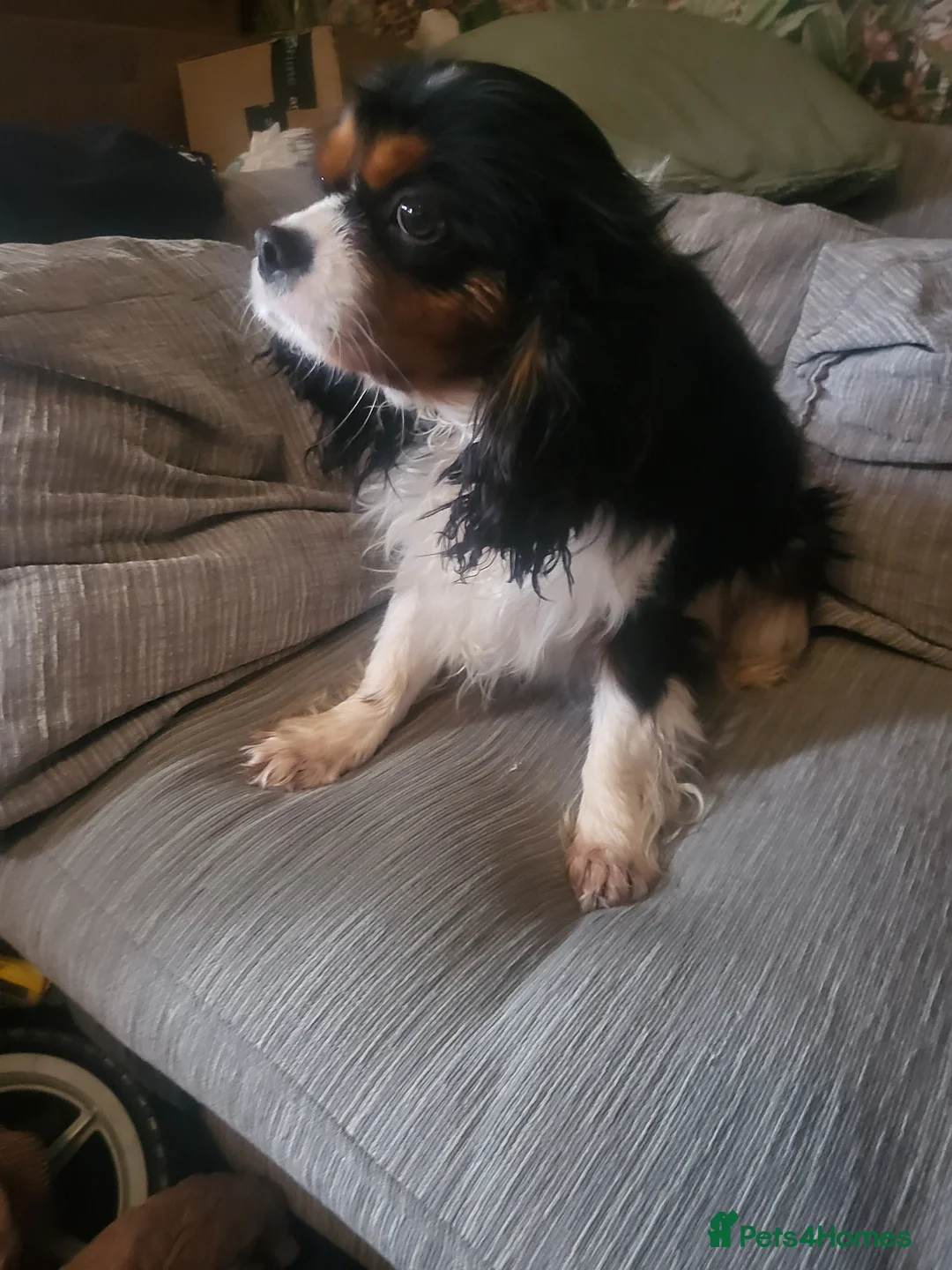 Cavalier King Charles Spaniel dogs for sale: Cavalier king charles spaniel puppys  - Advert 4
