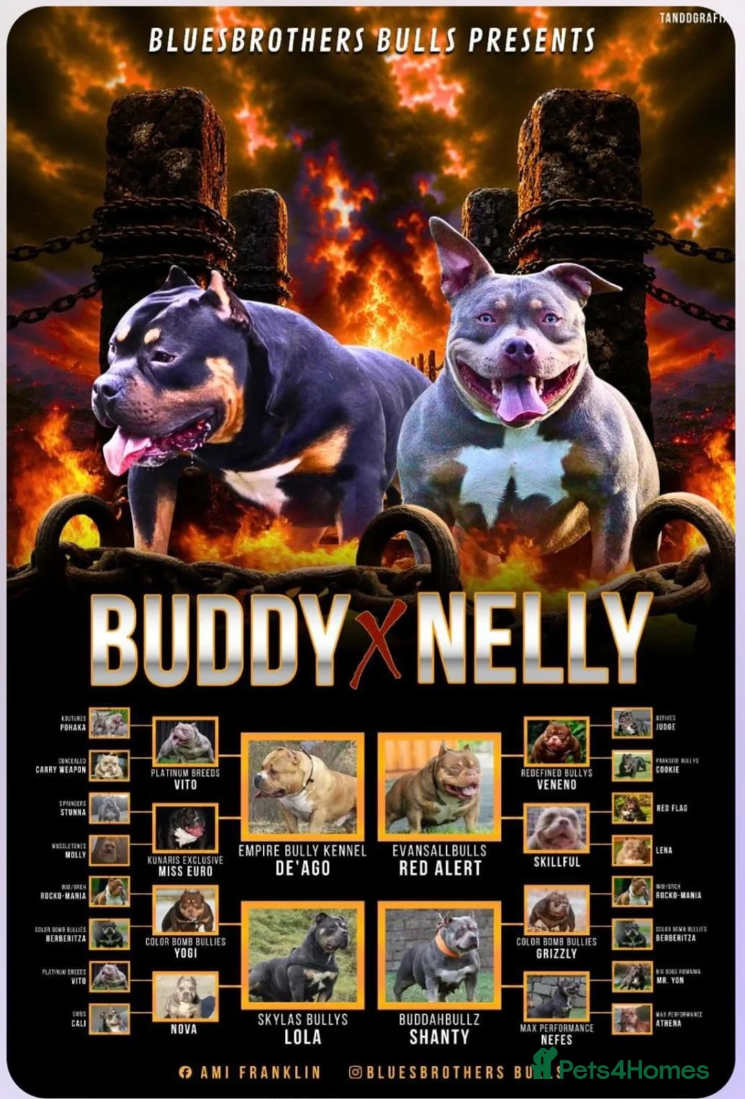 American Bully dogs for sale: Pocket Bully Puppies in Coventry - Advert 19
