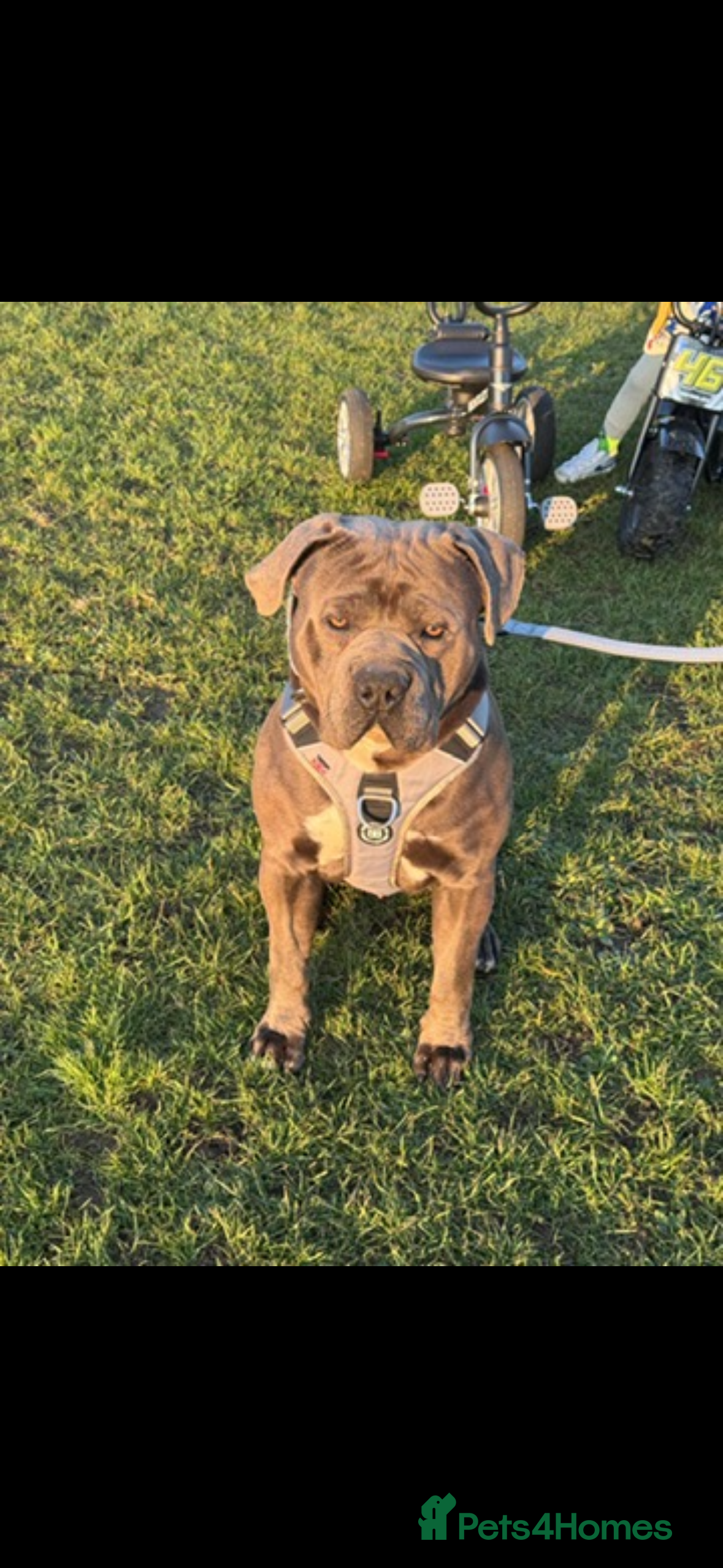 Cane Corso dogs Cane Corso in Rochester - Advert 2