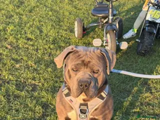 Cane Corso dogs Cane Corso in Rochester - Advert 10